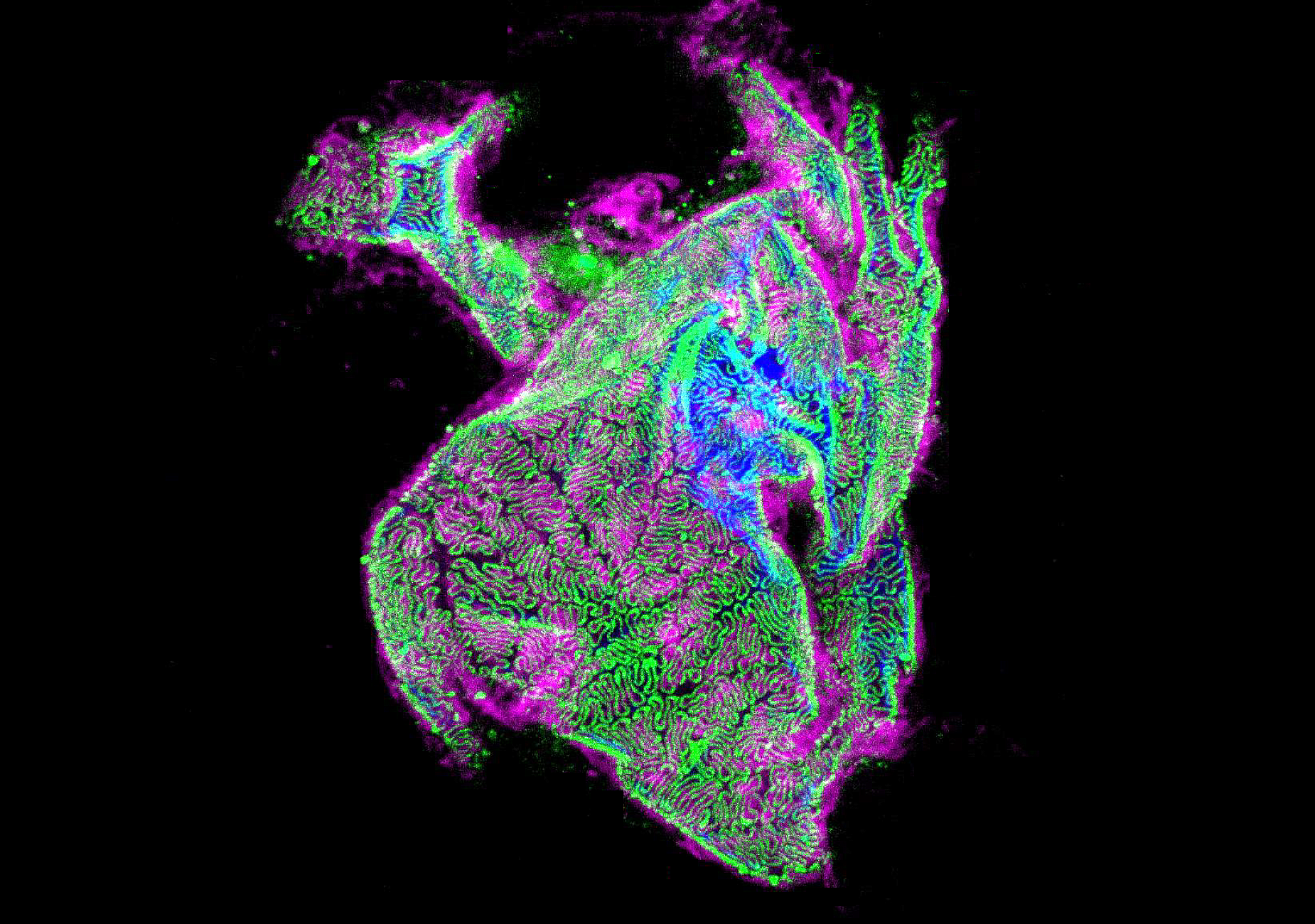 Super-resolution microscopy image of kidney tissue