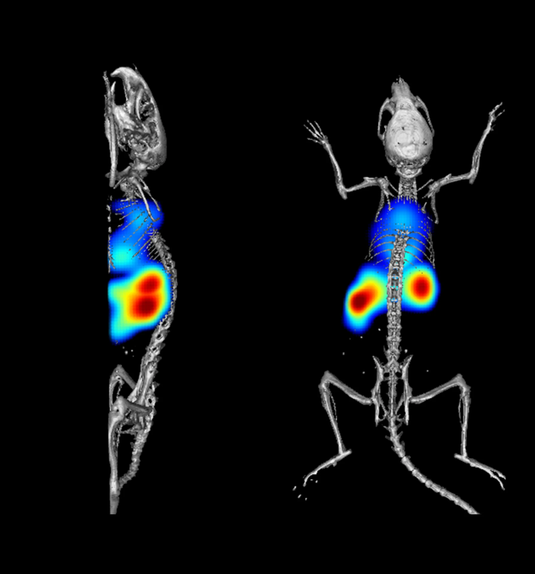 Three-dimensional microCT and PET imaging of a mouse
